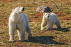 Polar bear sow catching a scent in the air Art Print